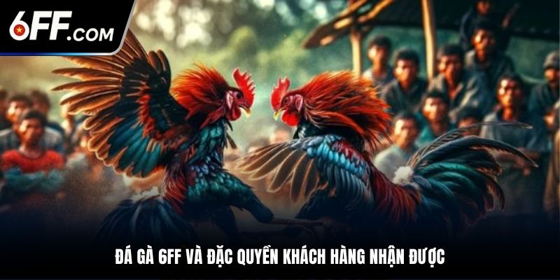 Đá gà 6FF và đặc quyền khách hàng nhận được