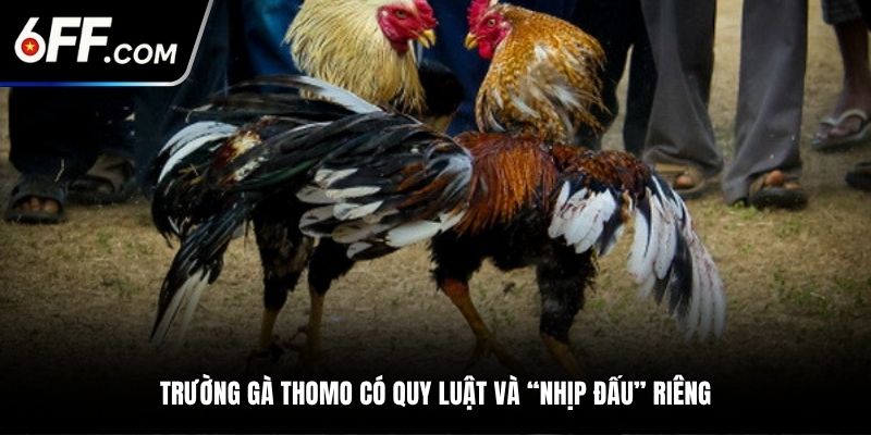 Trường gà Thomo có quy luật và “nhịp đấu” riêng