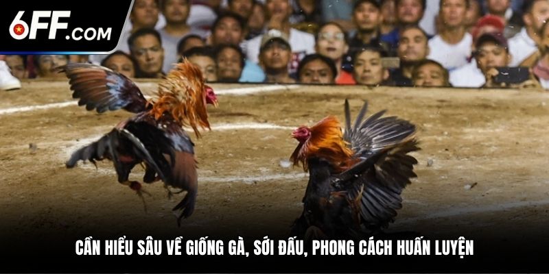 Cần hiểu sâu về giống gà, sới đấu, phong cách huấn luyện